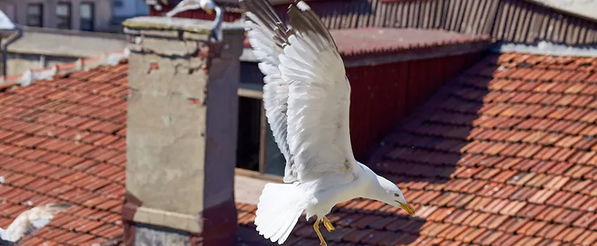 Residential Chimney Animal Removal Solution in Golden Glades, FL