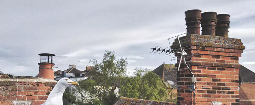 Chimney Cleaning And Restoration in Golden Glades, Florida